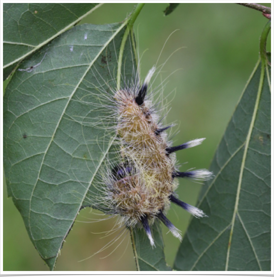 Acronicta rubricoma
Hackberry Dagger (Ruddy Dagger)
Lawrence County, Alabama